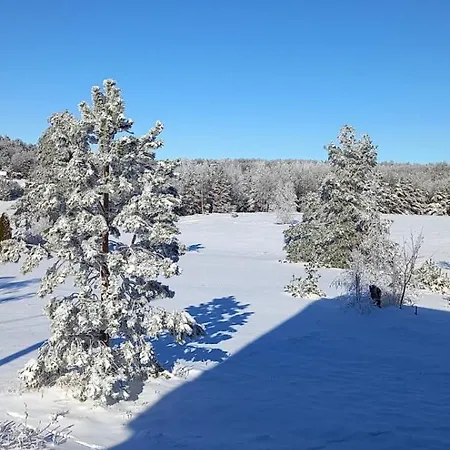Narcis Polje * Divčibare