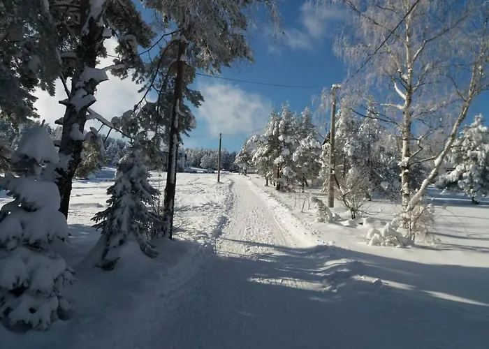 Narcis Polje * Divčibare