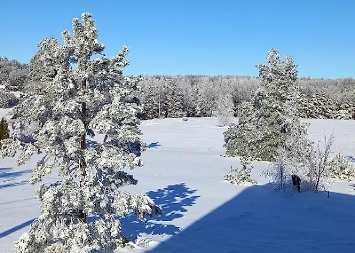 Narcis Polje * Divčibare